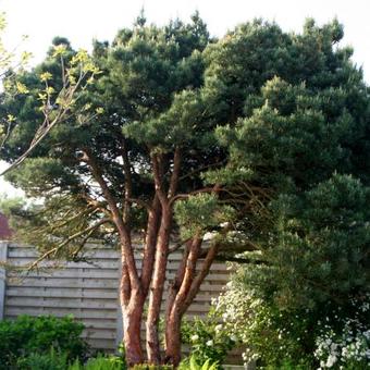 Pinus sylvestris 'Watereri'