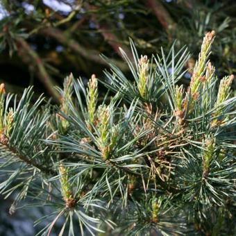 Pinus sylvestris 'Watereri'