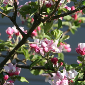 Malus domestica 'Pinova'