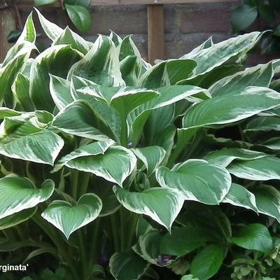 Hartlelie - Hosta fortunei 'Aureomarginata'