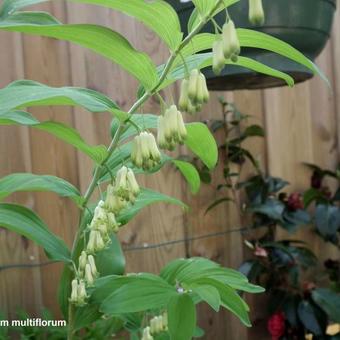 Polygonatum multiflorum