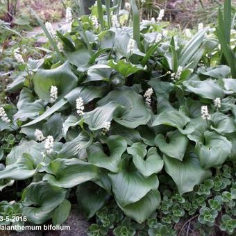 Maianthemum bifolium