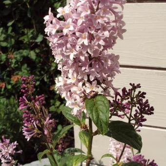 Syringa villosa