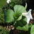 Trillium grandiflorum