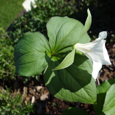 Drieblad/Boslelie - Trillium grandiflorum