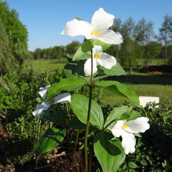 Trillium grandiflorum