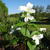 Trillium grandiflorum