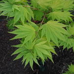 Acer shirasawanum 'Jordan' - Japanse esdoorn