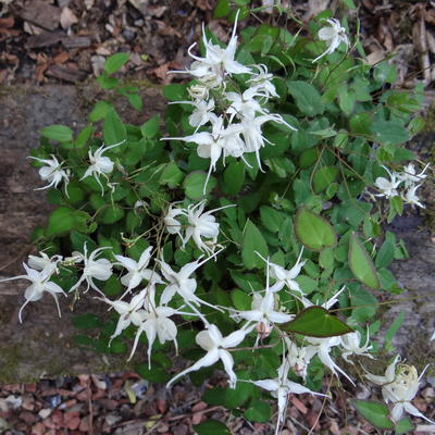 Elfenbloem - Epimedium grandiflorum 'Akebono'