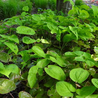 Epimedium warleyense