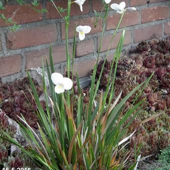 Diplarrena latifolia