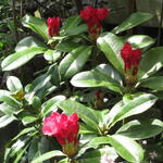 Rhododendron yakushimanum 'Sneezy' - Rododendron