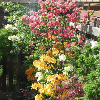 Rhododendron  'Homebush'