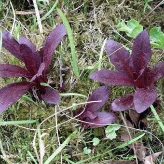 Lobelia cardinalis