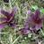 Lobelia cardinalis