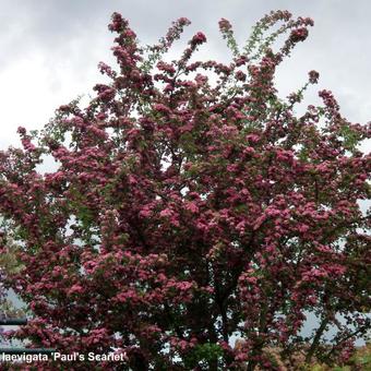 Crataegus x media 'Paul's Scarlet'