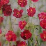 Helianthemum 'Cerise Queen' - Zonneroosje