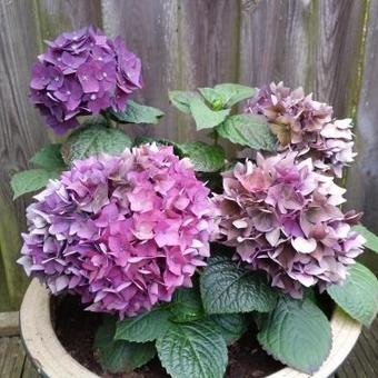 Hydrangea macrophylla 'Deep Purple'