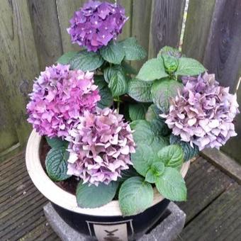 Hydrangea macrophylla 'Deep Purple'