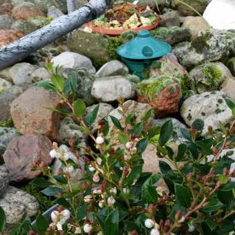 Gaultheria wisleyensis 'Jingle Bells'