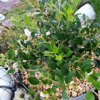 Gaultheria wisleyensis 'Jingle Bells'