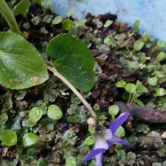 Viola sororia 'Blue Diamond'