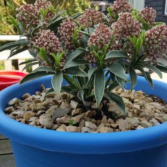 Skimmia japonica 'Mystic Marlot'