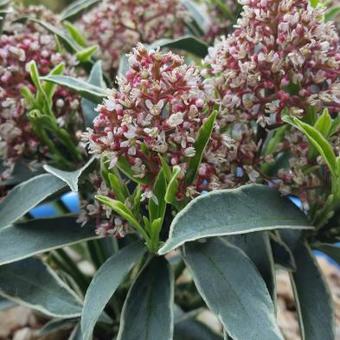 Skimmia japonica 'Mystic Marlot'