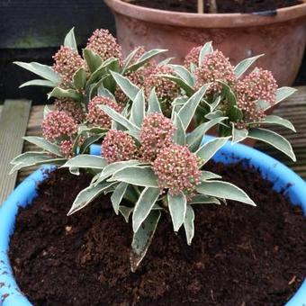 Skimmia japonica 'Mystic Marlot'