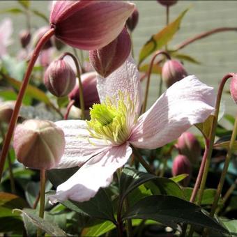 Clematis montana var. rubens