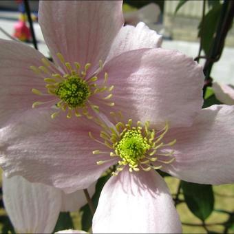 Clematis montana var. rubens