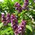 Syringa vulgaris 'Charles Joly'