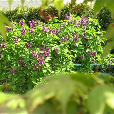 Sering - Syringa vulgaris 'Charles Joly'