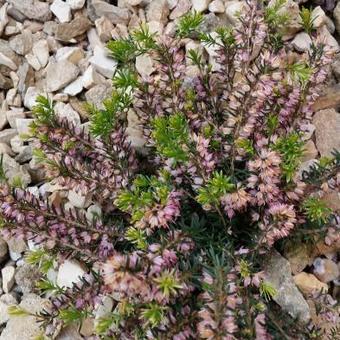 Erica x darleyensis 'Ghost Hills'