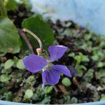 Viola sororia 'Blue Diamond' - Viooltje