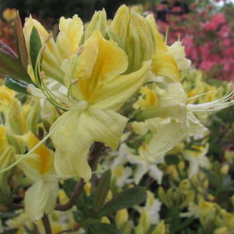 Rhododendron 'Anneke'