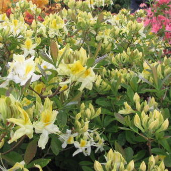 Rhododendron 'Anneke'