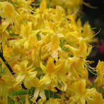 Rhododendron 'Anneke' - Azalea 