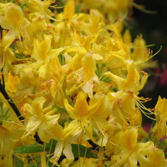 Rhododendron 'Anneke'