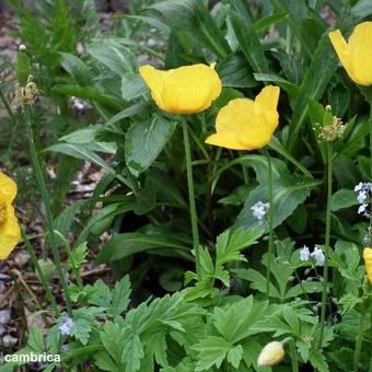 Meconopsis cambrica