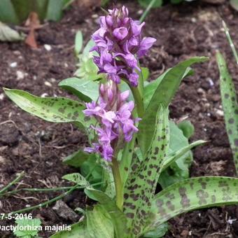 Dactylorhiza majalis