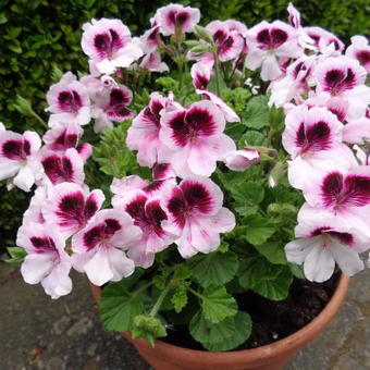 Pelargonium 'Mosquitaway Lizzy'