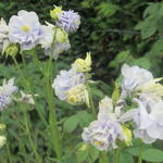 Aquilegia vulgaris var. flore-pleno 'Tower Light Blue' - Akelei