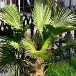 Trachycarpus wagnerianus x fortunei - Waaierpalm