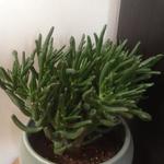 Crassula ovata 'Gollum' - Jadeplant