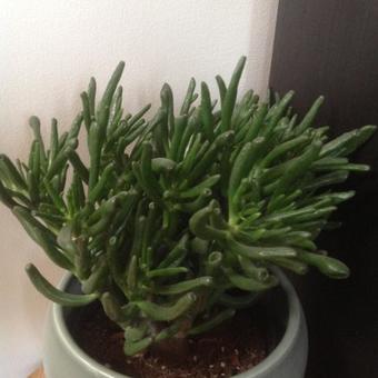 Crassula ovata 'Gollum'