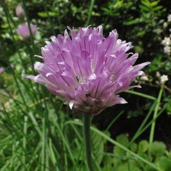 Allium schoenoprasum