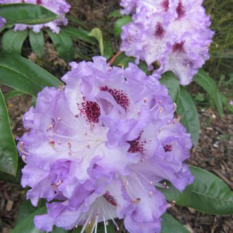 Rhododendron 'Blue Peter'