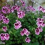 Pelargonium 'Spanish Angel' - Geranium