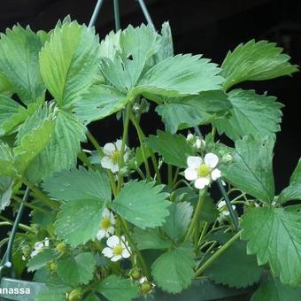 Fragaria x ananassa